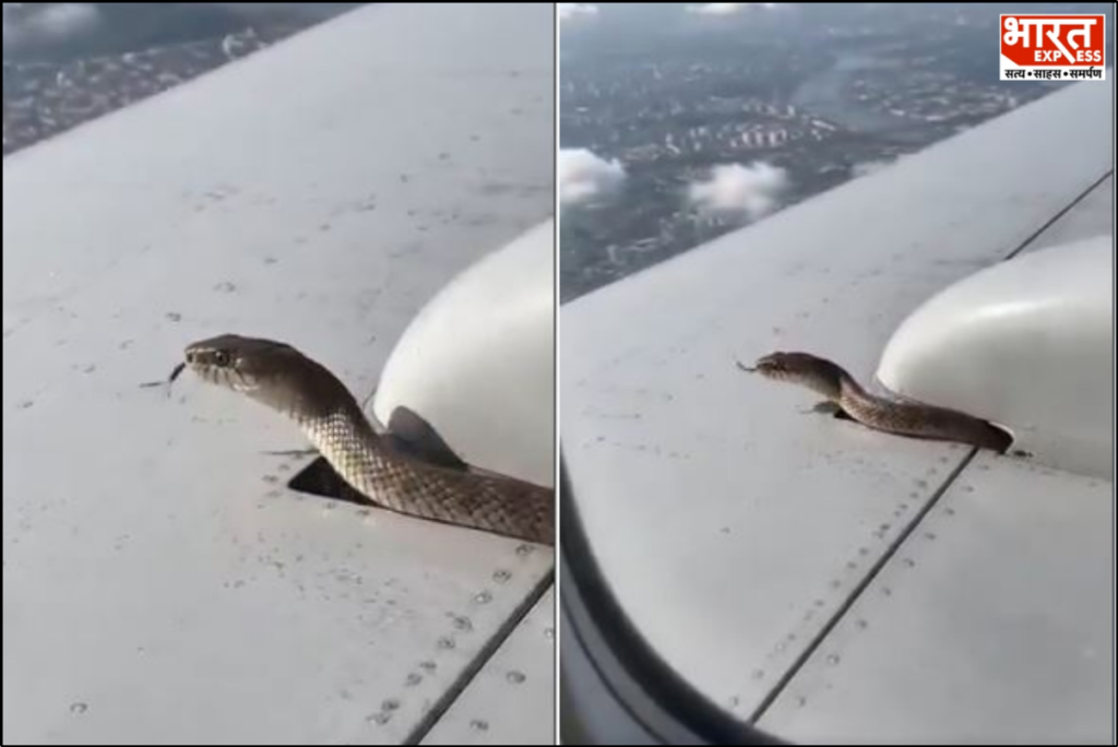 Snake in Flight Viral Video