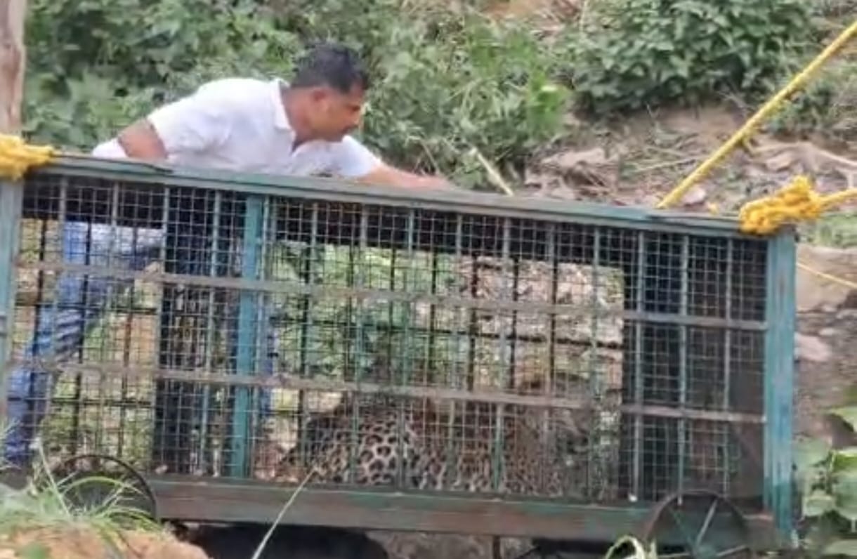 Salumbar Leopard Well Rescue