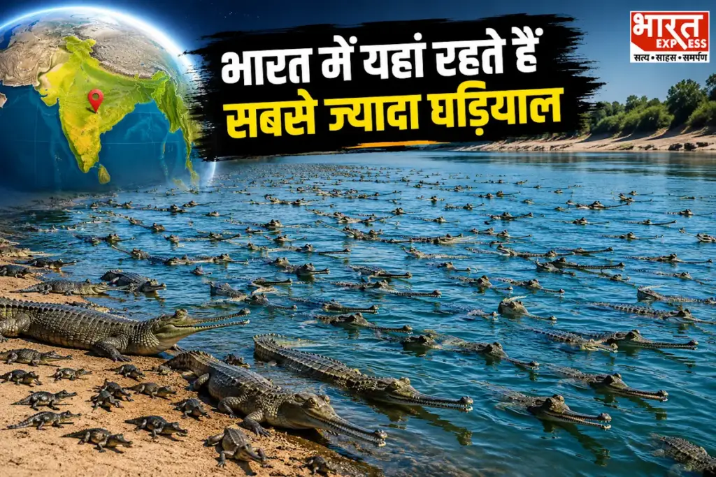 alligator Gharial chambal