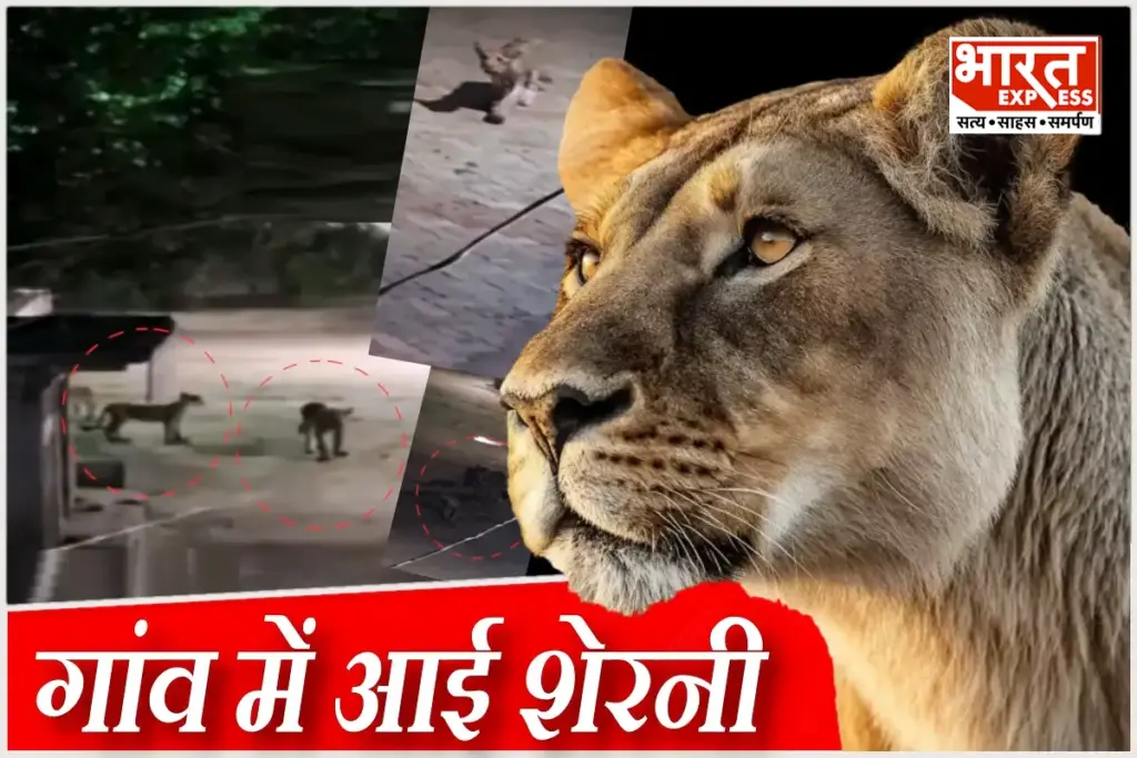 gujarat-amreli-lioness