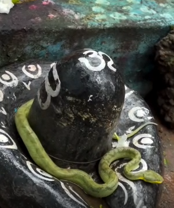 शिवलिंग पर नाग के विराजे होने की खबर फैलते ही मंदिर परिसर में भारी भीड़ जमा हो गई और पूरा माहौल "हर-हर महादेव" तथा "बम-बम भोले" के जयघोष से गूंज उठा. 