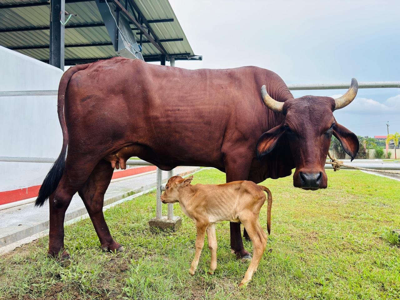 Assam First Lakhimi Cow Born IVF