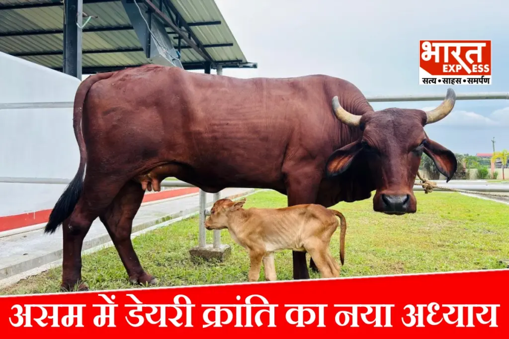 Lakhimi breed calf born through IVF