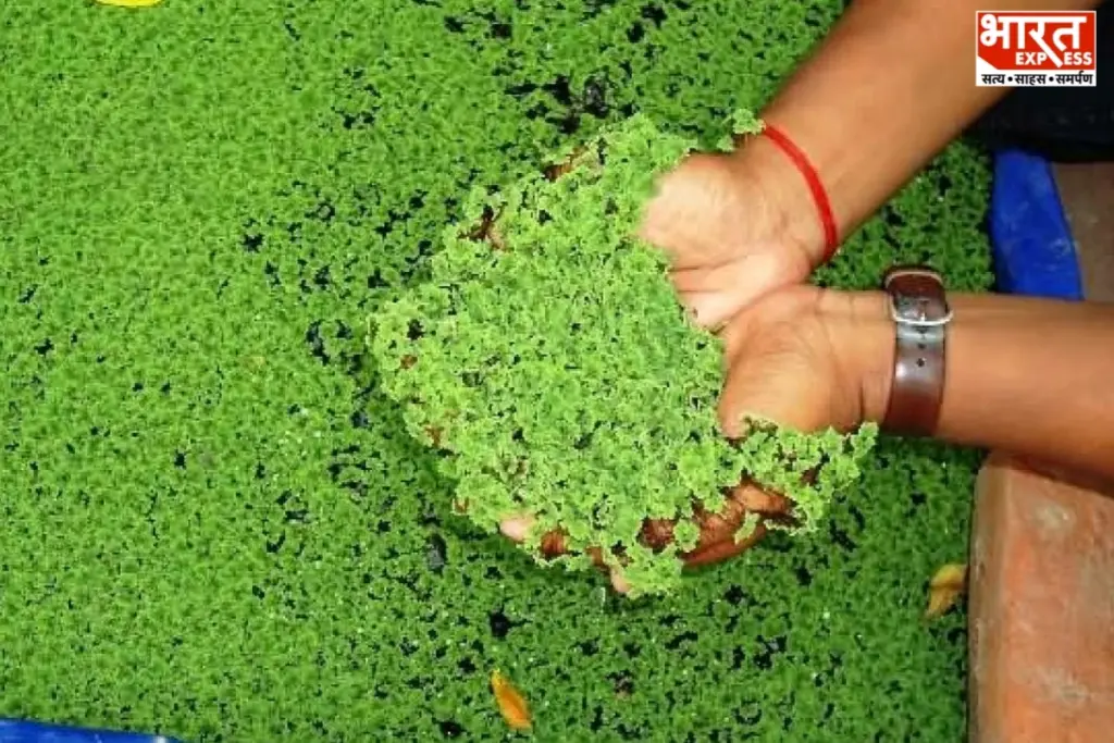 छत्तीसगढ़ के धमतरी में बिहान स्व-सहायता समूह की महिलाएं अजोला से कमाई कर आर्थिक रूप से मजबूत हो रही हैं।
