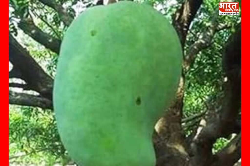 4kg Mango