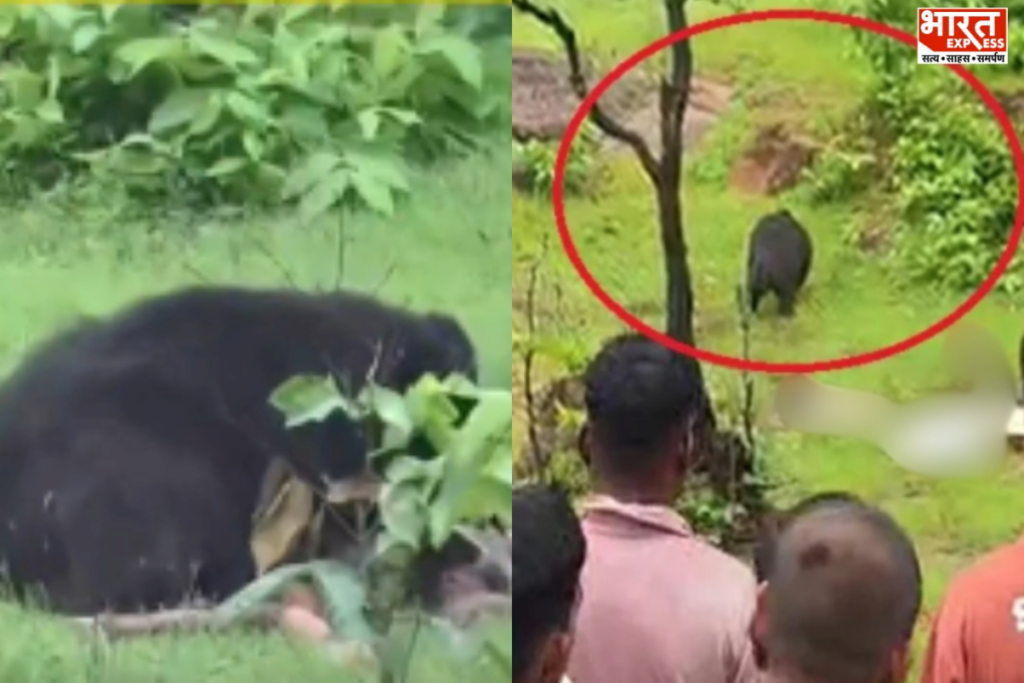 Chhattisgarh Wild Animal Attack