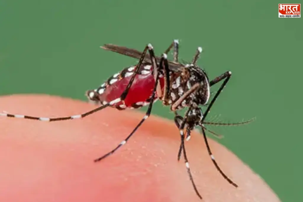 Dengue Alert India