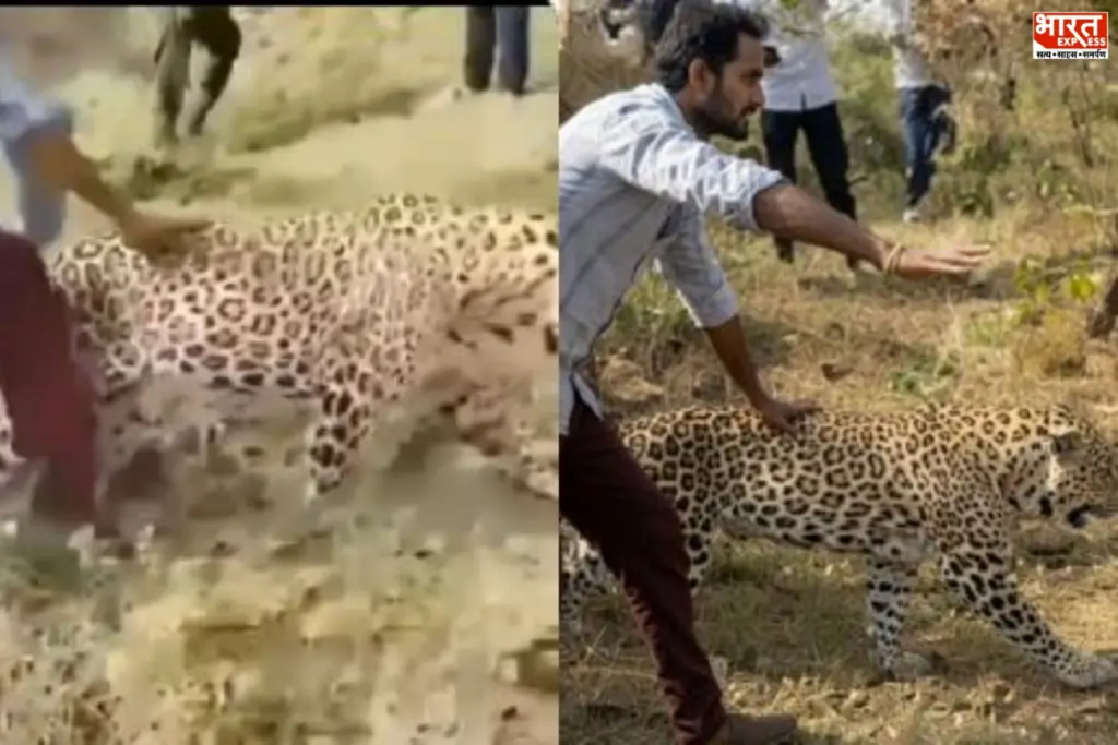 Drunk Leopard Chhattisgarh