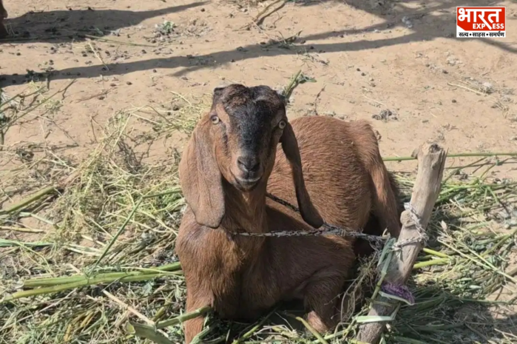 Goat Funeral Vidisha
