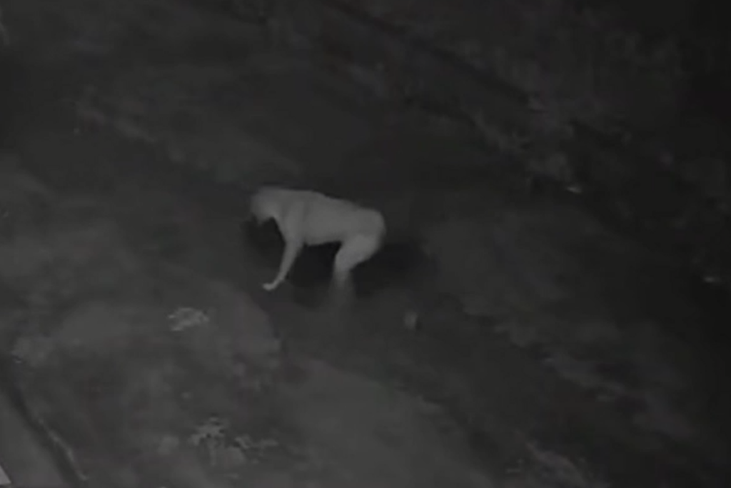 Haridwar Loyal Street Dog Saves Man From Dog Attack Video Viral Bharat Express