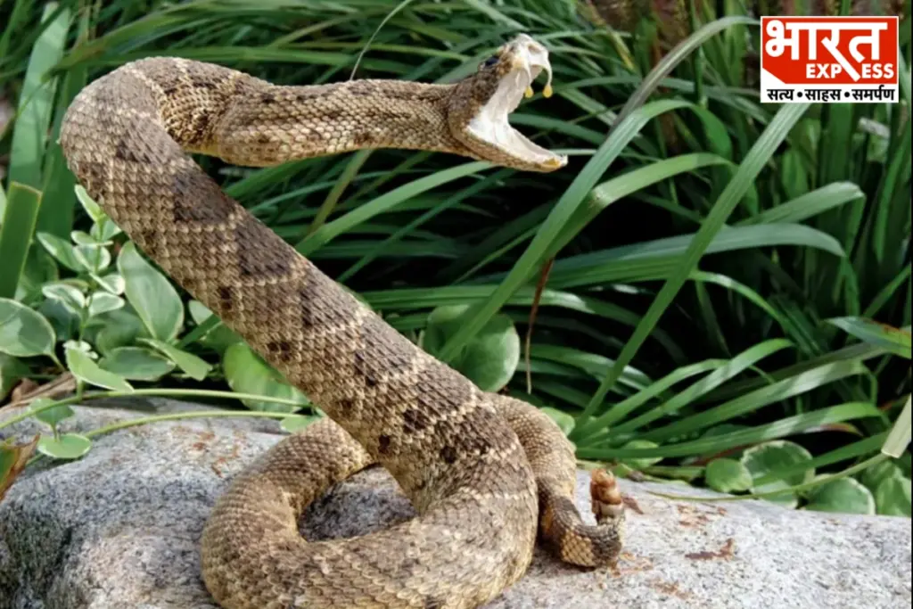 ICMR Study Reveals Highest Risk Time For Snakebites In India Russell Viper