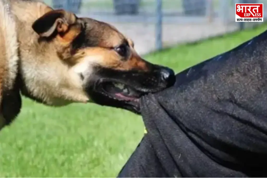 Kalyan, Maharashtra, Stray Dog Attack