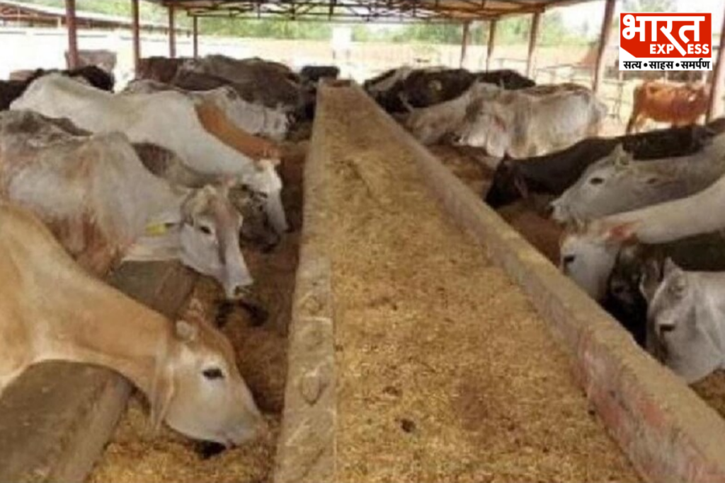 Indigenous Cow Products From UP Exported To US Japan Cow Protection Business