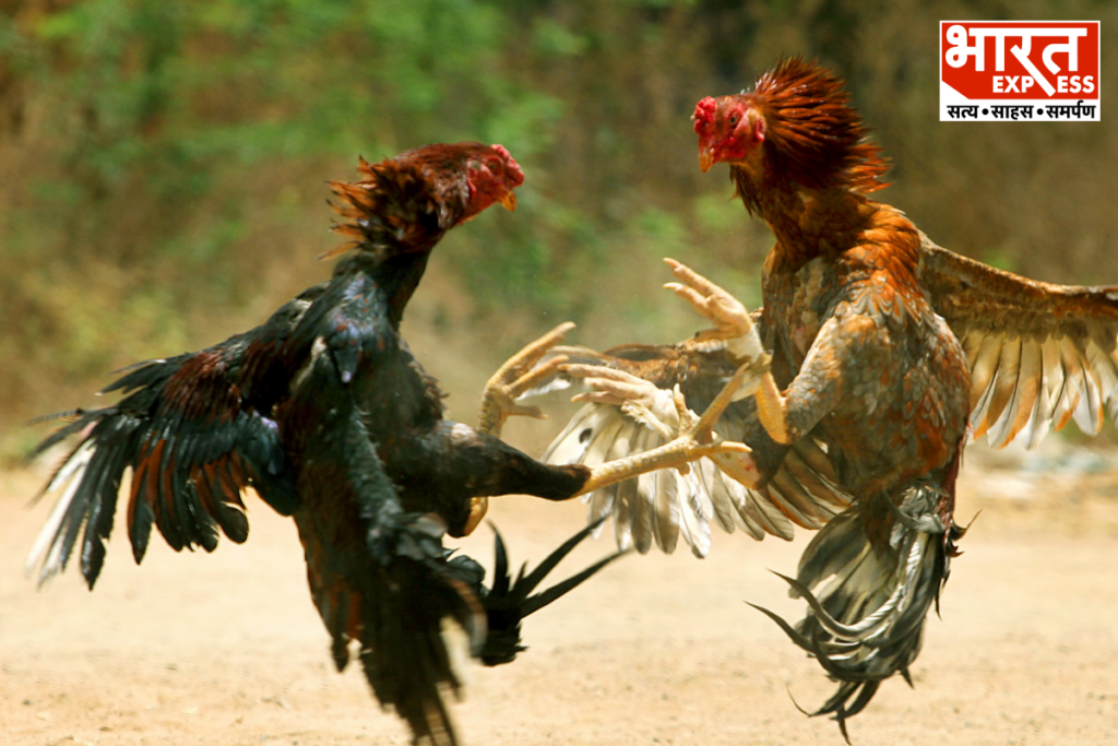 Madras High Court Declares Cockfight Illegal Under Prevention Of Cruelty Act Bharat Express