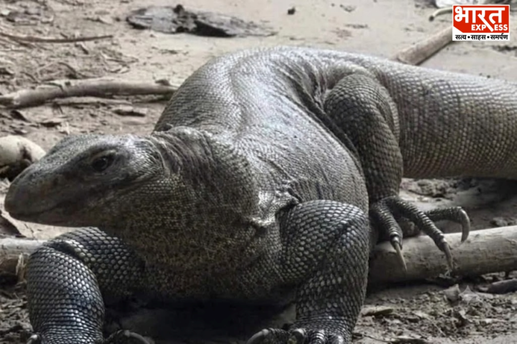 A rare photograph of a giant Monitor Lizard out in search of prey in the Katarniaghat Wildlife area.