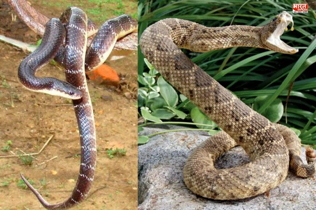 Nag Panchami