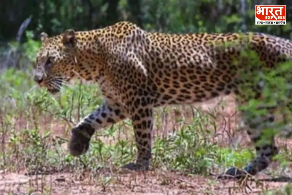 Ranthambore Leopard Attack