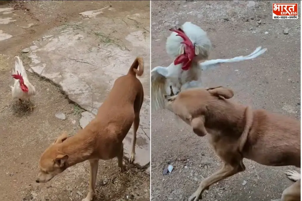 Roosters Attack Dog