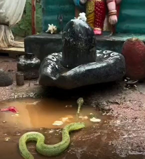 सतपुड़ा की हरी-भरी पहाड़ियों और प्राकृतिक सुंदरता के बीच स्थित पचमढ़ी का जटाशंकर महादेव मंदिर देश भर के श्रद्धालुओं के लिए आस्था का एक प्रमुख केंद्र है, जहां सावन के महीने में भक्तों का तांता लगा रहता है. 