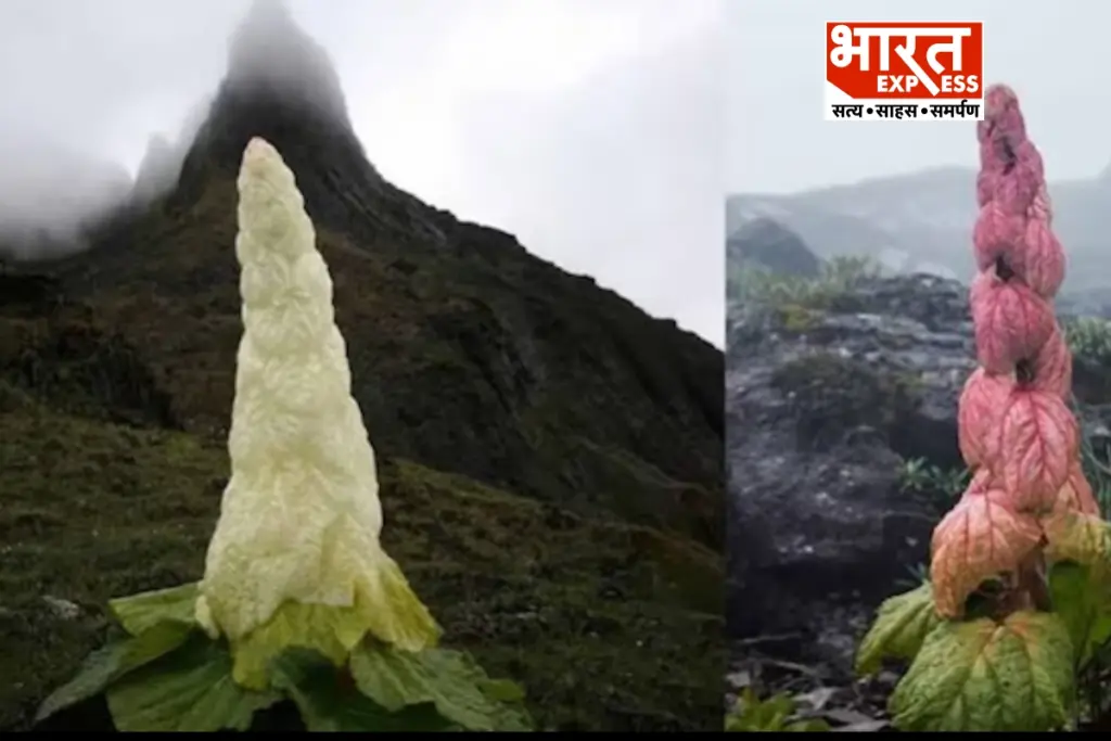Sikkim Sundari Rare Plant bharat express
