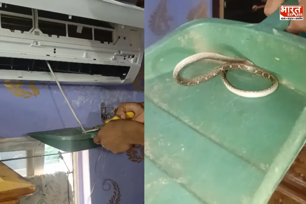 snake in ac mansoon