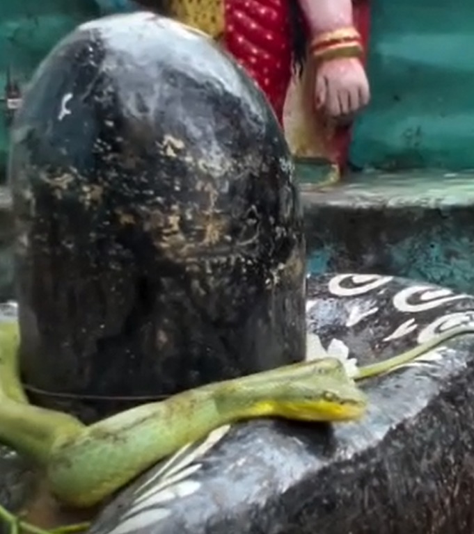 सावन के पवित्र महीने में इस तरह का दुर्लभ दृश्य सामने आना भक्तों के लिए किसी चमत्कार से कम नहीं था, और यह पल हर देखने वाले की यादों में हमेशा के लिए बस गया. 
