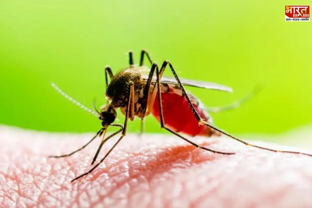 Dengue platelet count