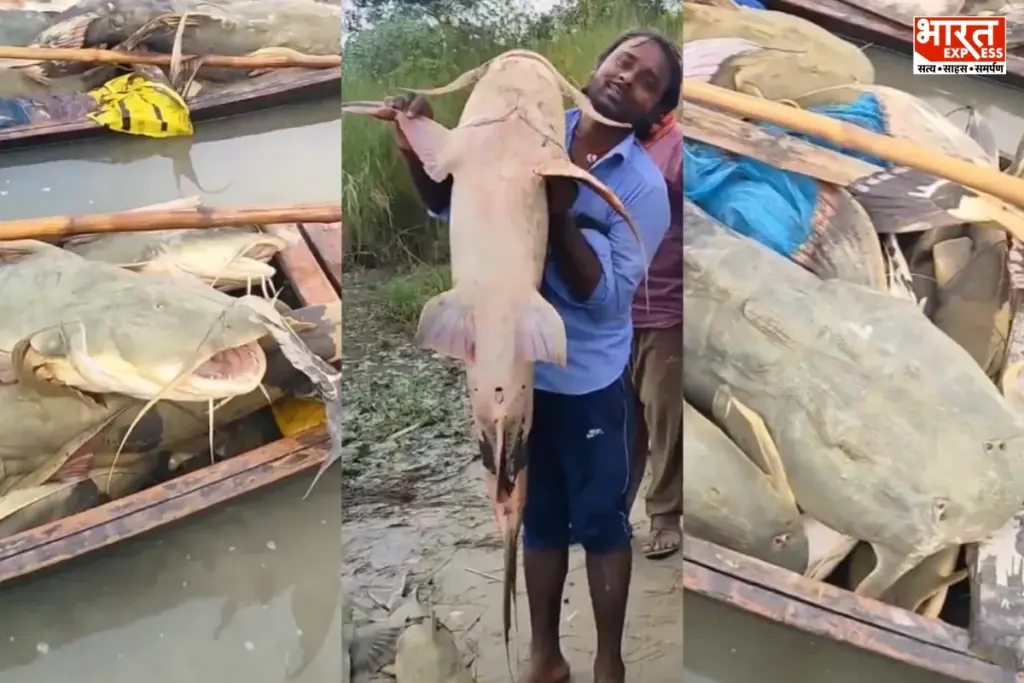 Bihar Flood Toxic Fish