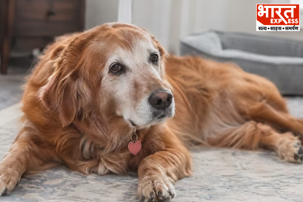 Chennai Corporation 25000 Fine for Abandoning Pets Microchip Identification