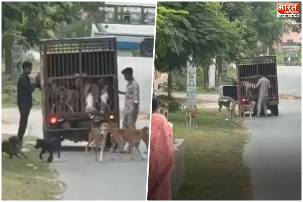 dungarpur-election-stray-dogs-left-outside-bjp-rebel-candidate-sunil-jain-office