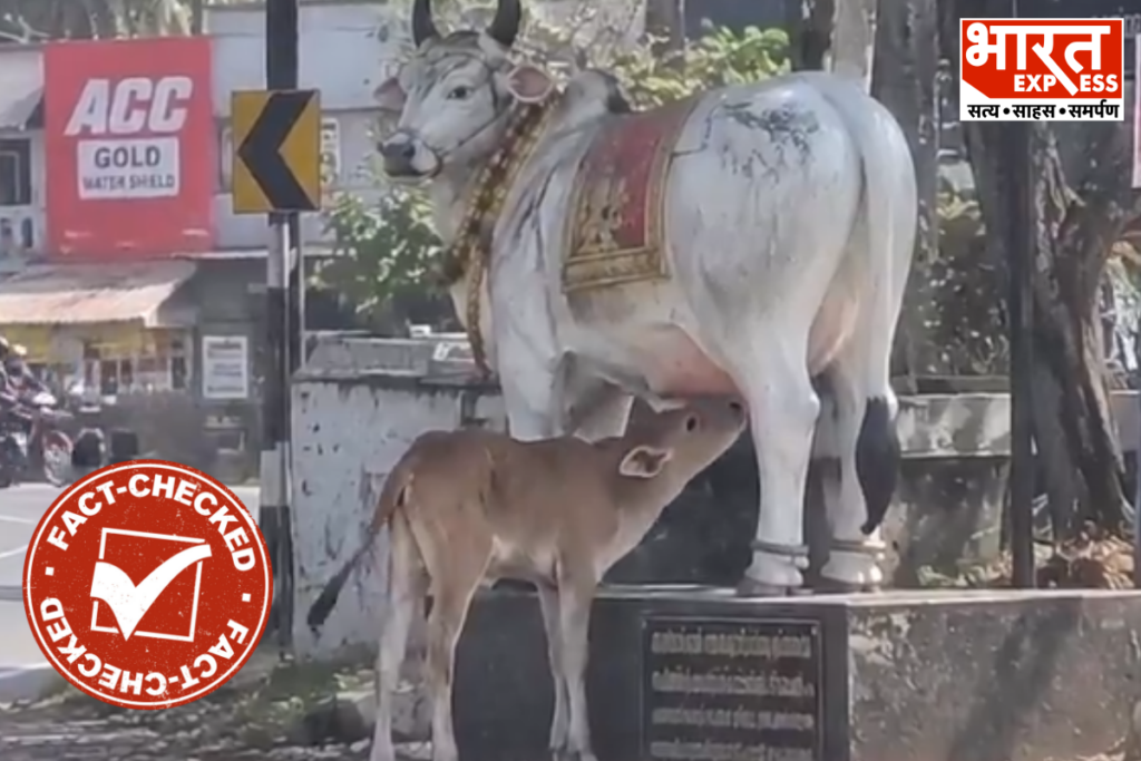 Fact Check Calf Drinking Milk From Cow Statue Is AI Generated Bharat Express