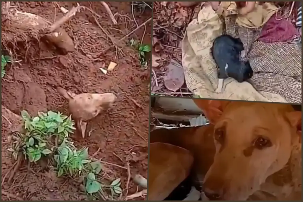kerala-landslide-mother-dog-and-puppies-rescued-after-three-days-under-soil