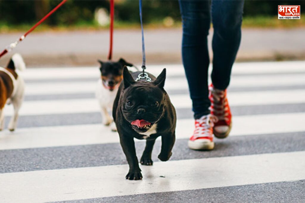 Liz East Law Career Dog Walking Business