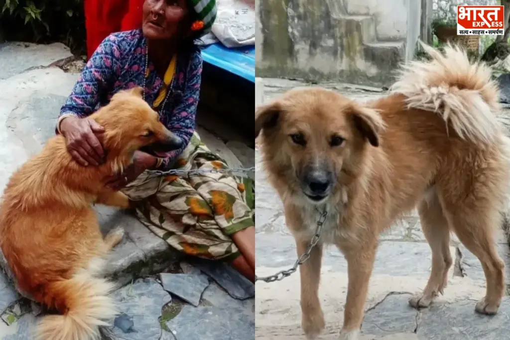 Nepal Dog Incident