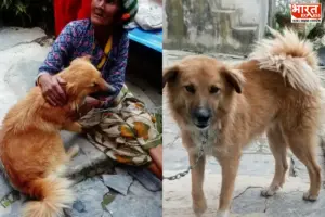 सेती नदी में फेंका गया कुत्ता जिंदा मिला, एनिमल NGO ने की पुष्टि; आरोपी महिला पहले ही हो चुकी है गिरफ्तार