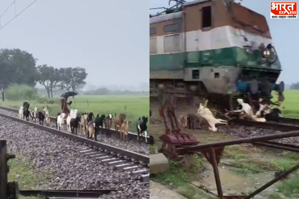 हथिगवां में इंटरसिटी एक्सप्रेस की चपेट में आने से बकरियों की मौत हुई.