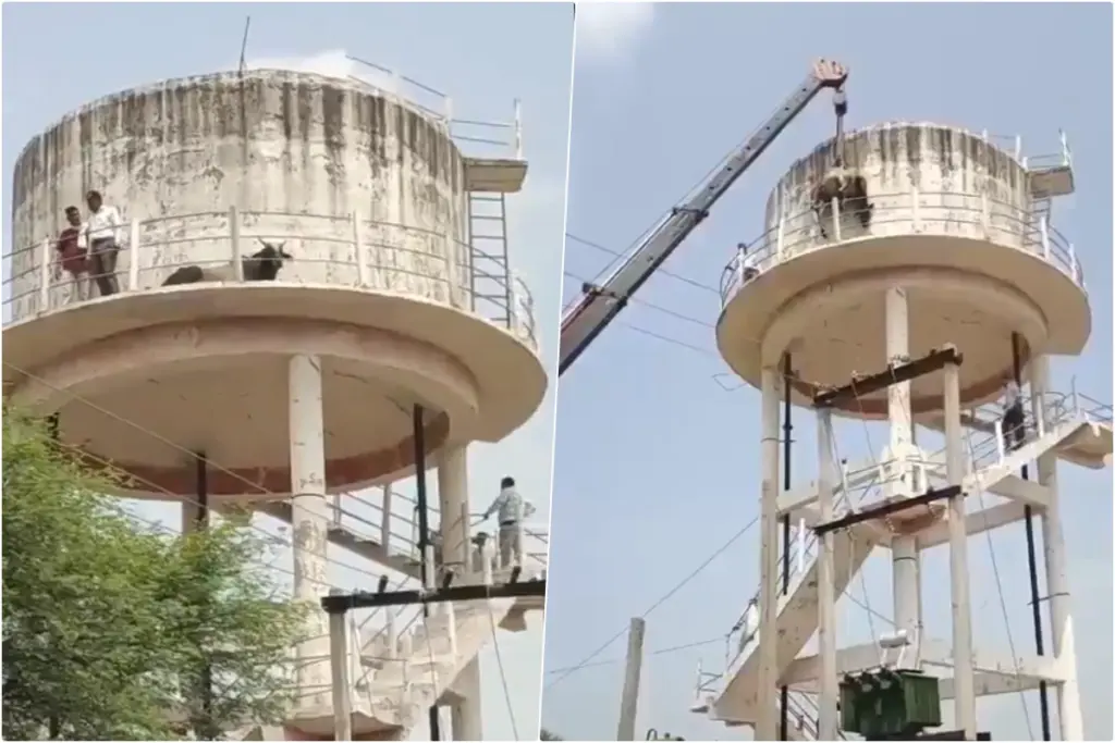sheopur-bull-climbs-water-tank-three-days-viral-video