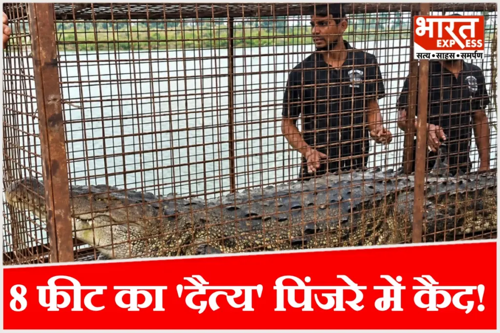 Supaul Giant Crocodile