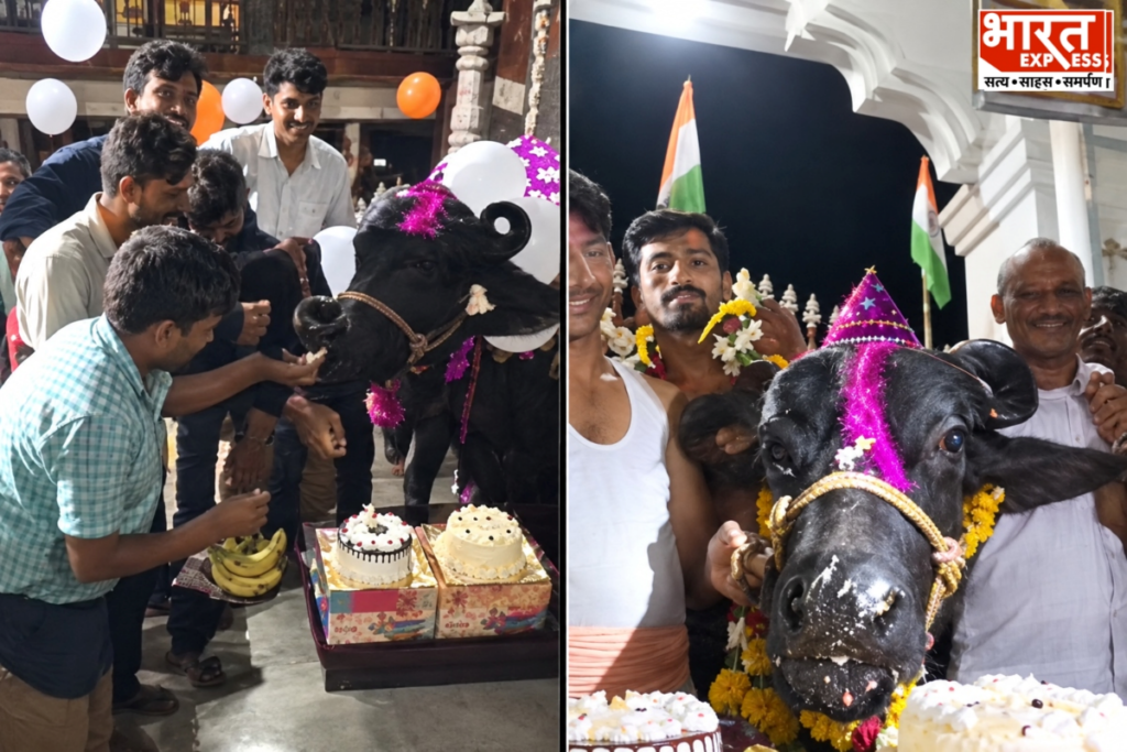 यूपी के बलिया में अपनी पालतू भैंस बसंती का जन्मदिन मनाते राजेश वर्मा और ग्रामीण.