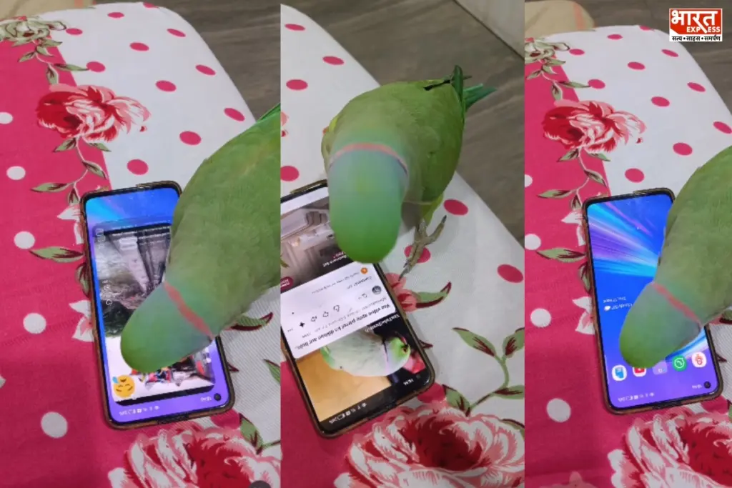 Viral Parrot Video Mobile Addiction