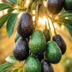 एवोकाडो देखकर भी नहीं खरीदते? जान लें इसके 9 जबरदस्त फायदे