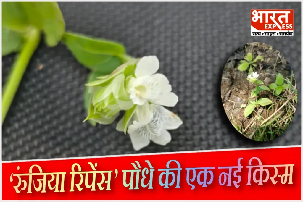 plant Runjia repens