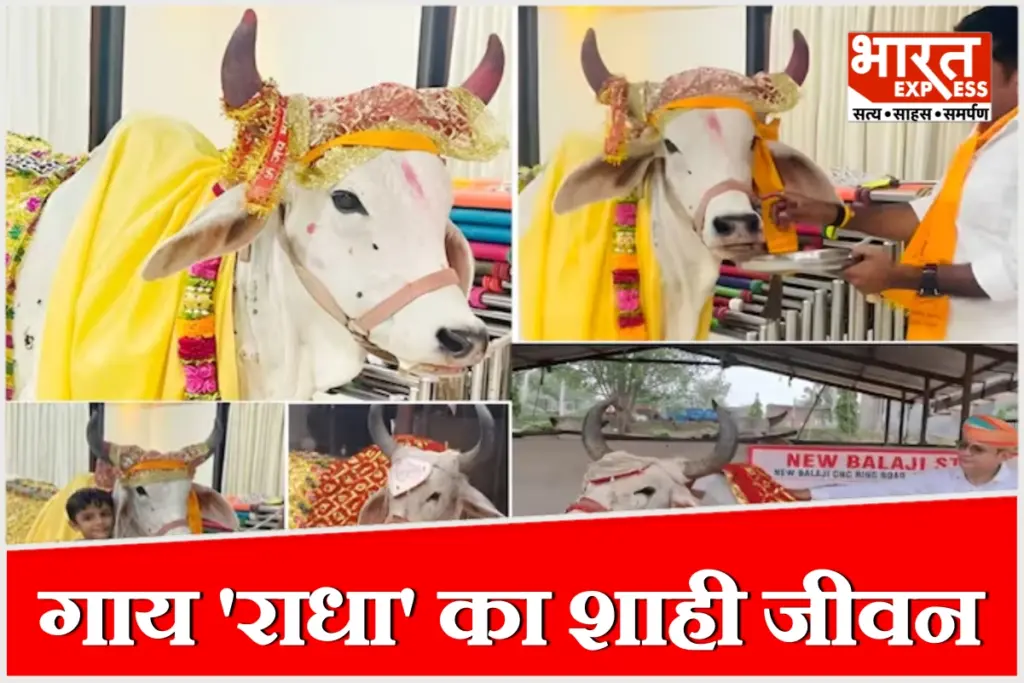 गाय 'राधा' के लिए ₹1 करोड़ का राधा महल बनवा रहे बिजनेसमैन नरेंद्र पुरोहित.