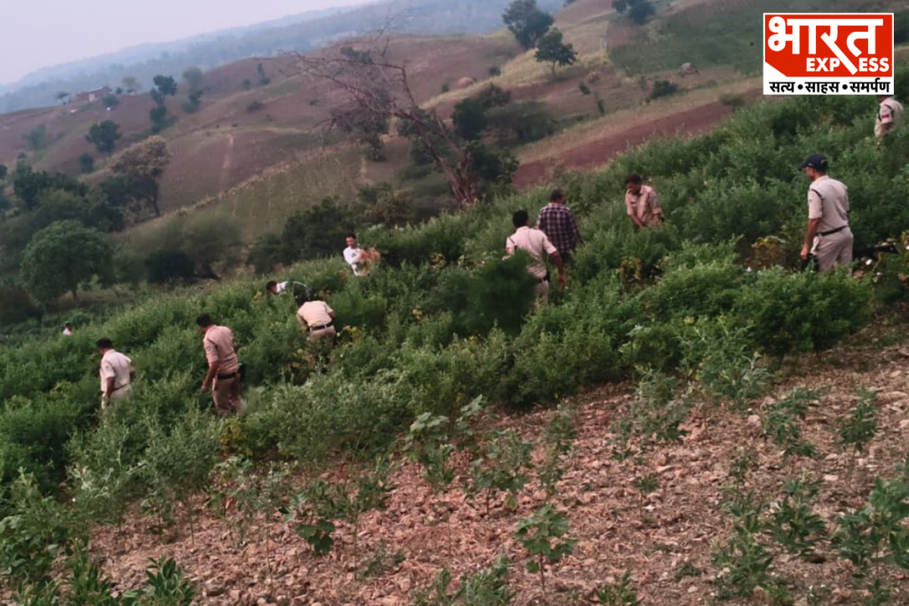 Alirajpur Police Raid Illegal Cannabis Cultivation Farm Tur Crop Madhya Pradesh