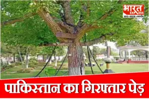 पाकिस्तान में 100 सालों से गिरफ्तार है बरगद का पेड़, नशे में धुत अंग्रेज अफसर ने सुनाया था यह तुगलकी फरमान पाकिस्तान में 100 सालों से गिरफ्तार है बरगद का पेड़, नशे में धुत अंग्रेज अफसर ने सुनाया था यह तुगलकी फरमान