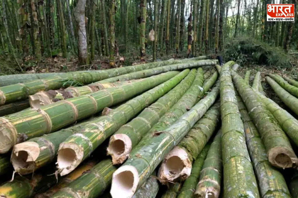 Bihar Bamboo Farming