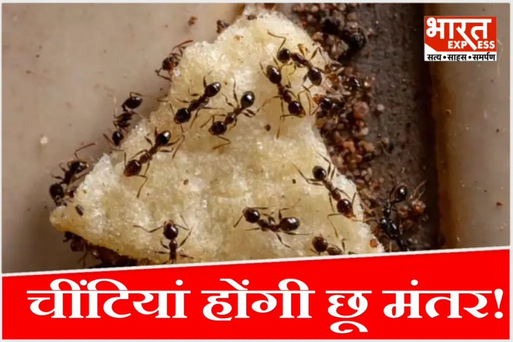 घर में चींटियों के आतंक से परेशान हैं? जानिए बिना मारे चींटियों को भगाने का सबसे असरदार होममेड स्प्रे नुस्खा और बचाव के आसान टिप्स.