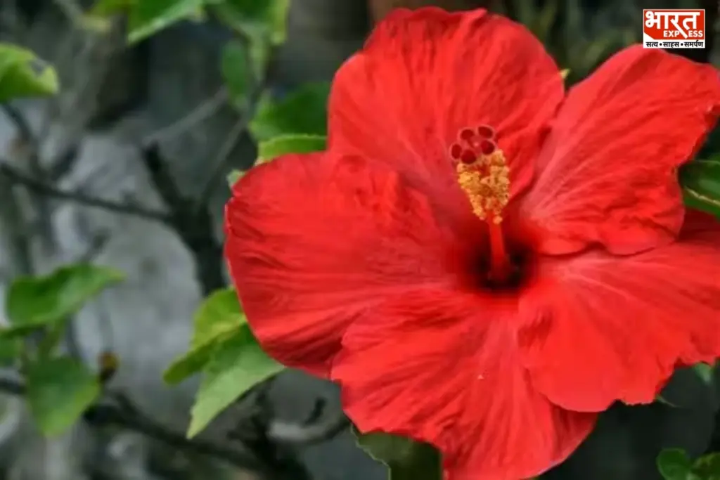 Hibiscus Plant Care Coffee Fertilizer