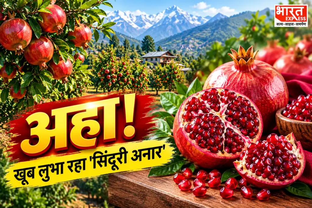 Himachal Sinduri Pomegranate Dubai Export