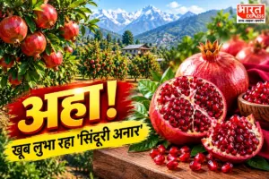 आपने खाया क्या कुल्लू का ‘सिंदूरी अनार’? दुबई के रईसों को भायी भारतीय फलों की मिठास, बिक्री में आया भारी उछाल